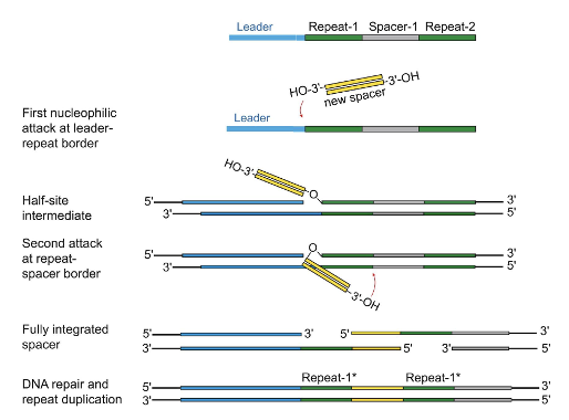 <ol><li><p>Nucleophilic attack by 3’OH of <strong>protospacer at the leader end of the repeat</strong></p></li><li><p>Nucleophilic attack by 3’OH of the <strong>spacer at the spacer end of the repeat</strong></p></li><li><p>The spacer is acquired but there are ss repeat sequences where the spacer is sandwiched between the repeats → DNA repair and ligation</p></li></ol><p></p>