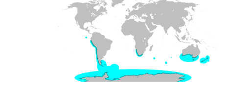 <p><strong>Answer: A — Movement of tectonic plates</strong><br>Penguins are only found in the Southern Hemisphere, with fossil evidence showing they evolved before the southern continents (Antarctica, South America, Africa, Australia, New Zealand) split apart. Their modern distribution fits the breakup of Gondwana — explained by <strong>plate tectonics</strong>, not by later dispersal across oceans (they can’t cross the equator).</p>
