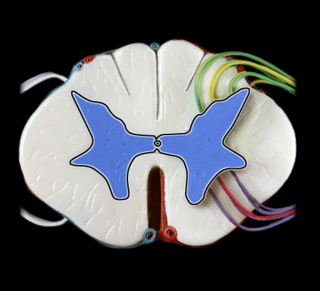 <p>What structure is shown?</p>