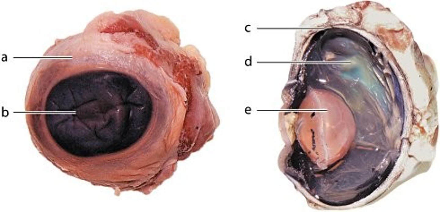 <p>cornea</p>