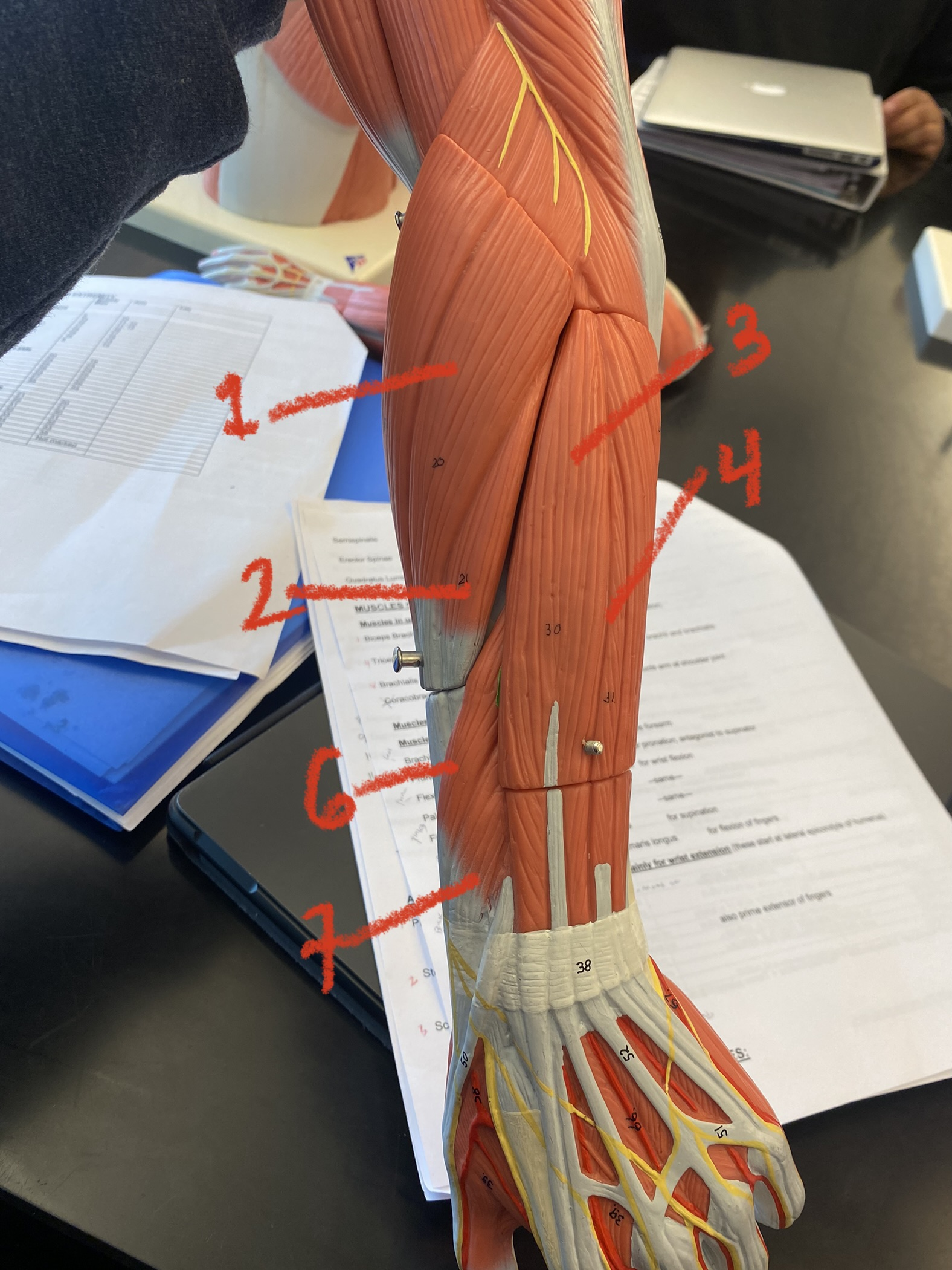 Muscles of forearm- posterior #4
