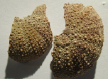 <p>Echinoderm, Echinoid (Stronglycintrotus)</p>