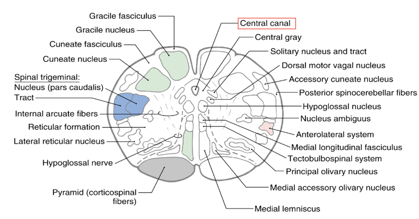 <p>corticospinal tract</p><p>spinothalamic tract (ALS system)</p><p>dorsal column medial lemniscus</p>