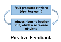<p>Amplifies a stimulus and does not usually contribute to homeostasis in animals.</p>