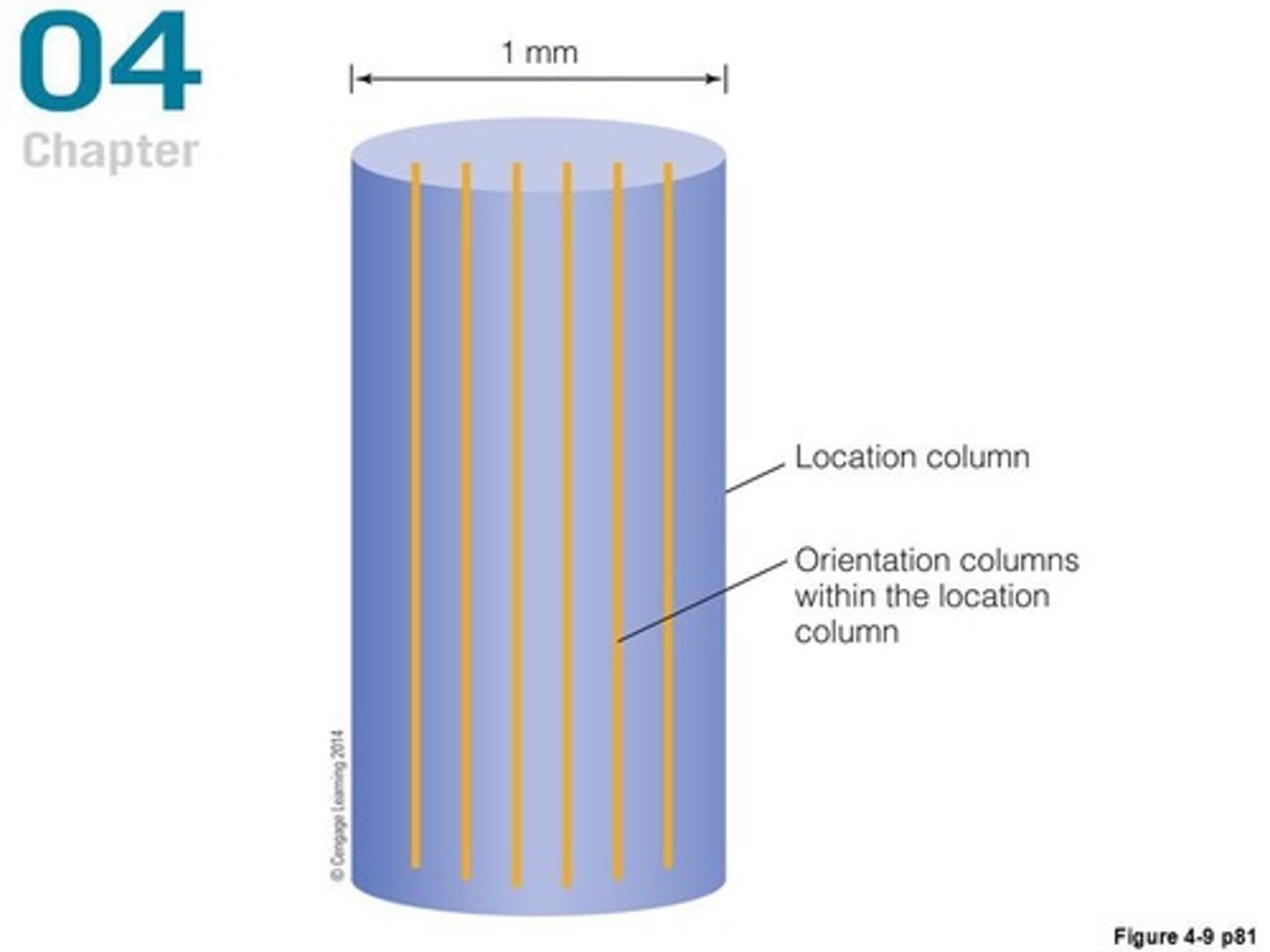 <p>Columns where neurons fire maximally to the same orientation of stimuli. Neurons next to each other prefer slightly different orientations</p>