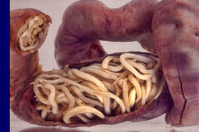 <ul><li><p>Elongate, cylindrical worms, attenuated at ends</p></li><li><p>Genders are separate</p></li><li><p>Possess stiff cuticle (can form structures at anterior and posterior ends)</p></li><li><p>Well-developed digestive tract</p></li></ul><p></p>