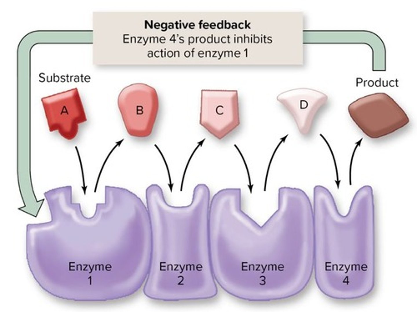 <p>Controlling enzymes by slowing or stopping it from doing something</p>