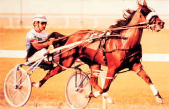 <p>Standardbred</p>
