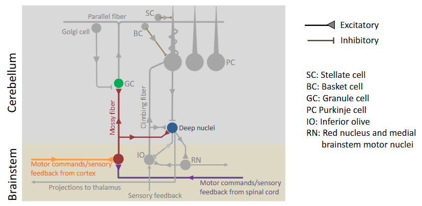 <ul><li><p>They convey copies of motor commands (efference copies) and sensory feedback from the cerebral cortex and from the spinal cord</p></li><li><p>Mossy fibers make excitatory synapses on granule cells and on cells in the deep nuclei</p></li><li><p>In cerebellum</p></li></ul><p></p>