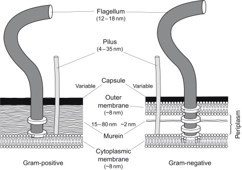 <p>Crucial for withstanding high osmotic pressure (prevents lysis), maintaining cell shape, and serves as a scaffolding anchoring to the outer membrane in gram-negative bacteria</p>