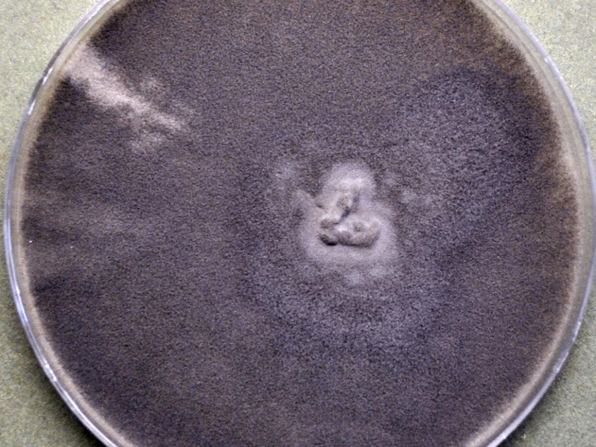 <p>Identify this fungus</p>