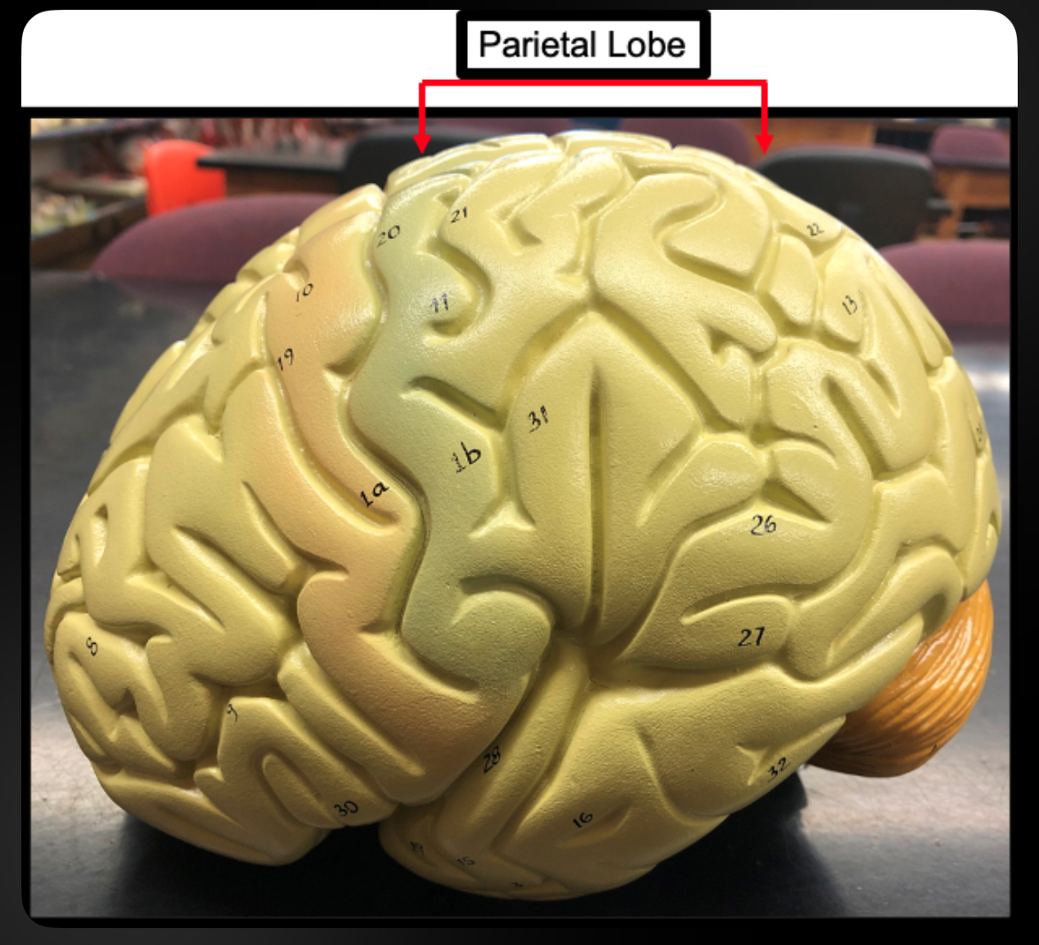 <p>Parietal Lobe</p>