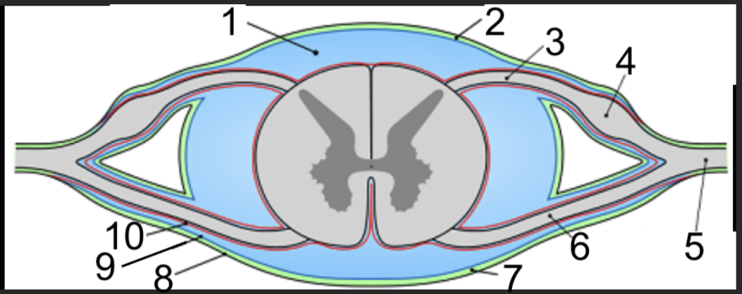<p>on the outside of each of these, what meninge is it? </p>
