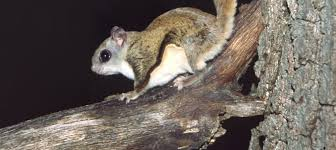 <p>What species?</p>