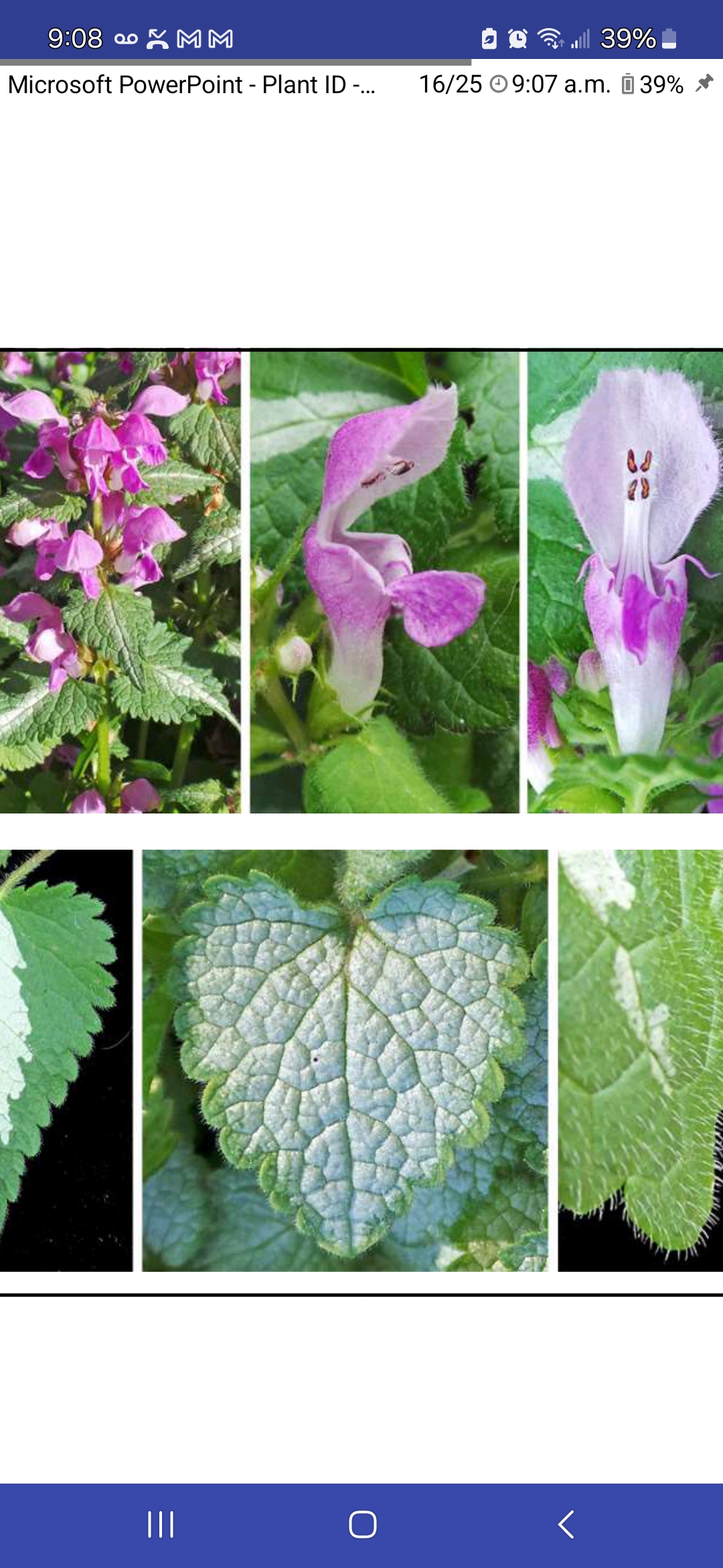 <p>Spotted deadnettle</p>