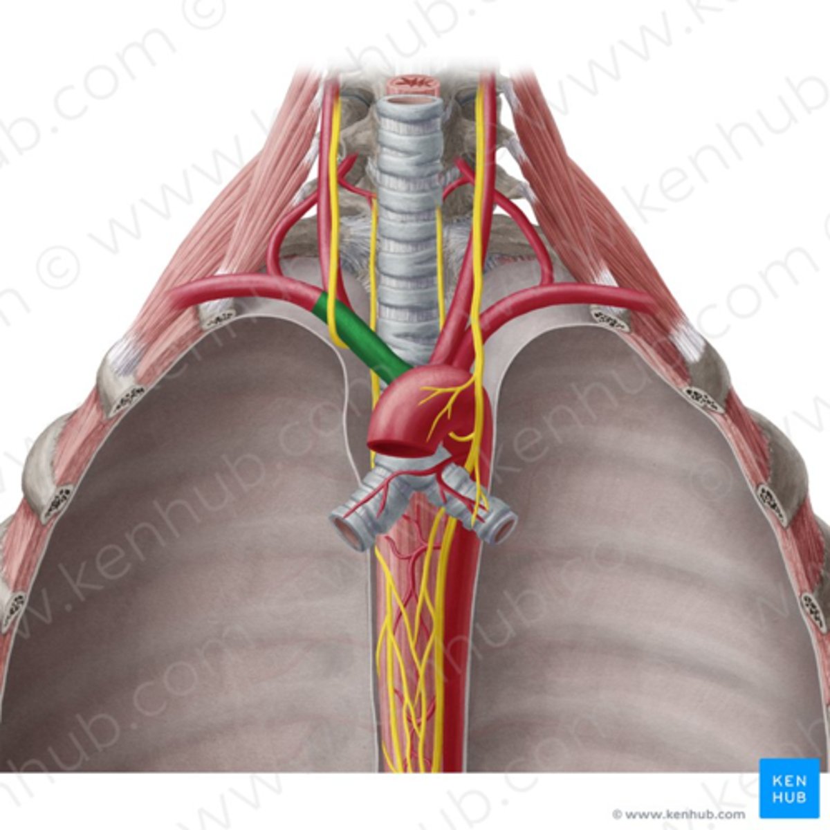 <p>oorsprong: aorta</p><p>voorziet: rechter bovenste ledematen, rechterkant v. hersenen, hoofd en nek</p>