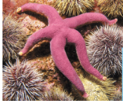 <p>Name one or more traits you can observe to distinguish the identity of Echinodermata</p>