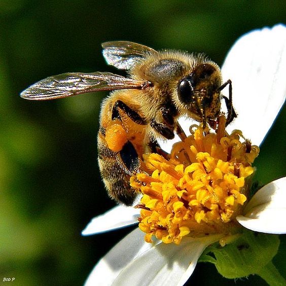 <p>Honeybee</p>