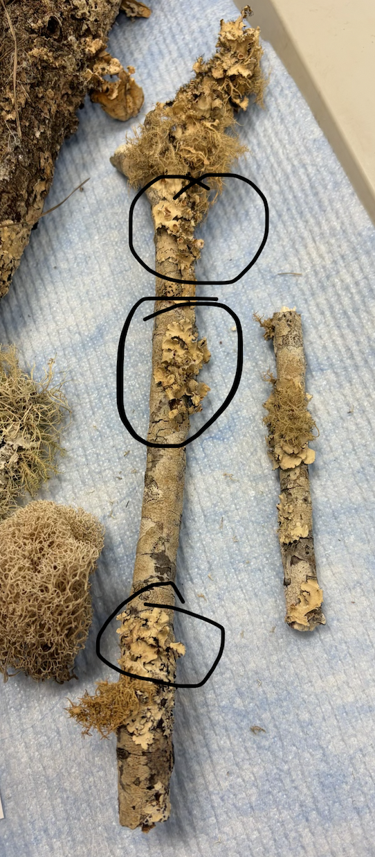 <p>What type of fungi growth is this?</p>