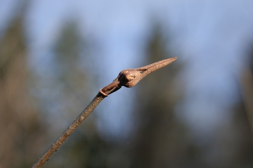Bade: small, dark green, spear headed shaped
Reproductive: red/blue "raisins", white flower, stink
Bark: very small, multi stem, grey