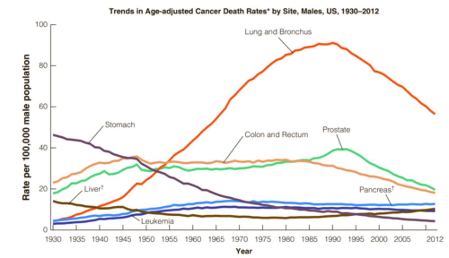 <p>Most common: Prostate</p><p>Most deadly: Lung</p><p>In general, incidence rates for the four leading cancers— lung, breast, prostate, and colorectal—are declining, especially for men.</p><p>-lung cancer continues to show a slight increase among women but a continuing decline among men.</p><p>-Melanoma, a potentially fatal form of skin cancer, is increasing among both men and women. Cancer of the esophagus is increasing among men yet falling among women</p>