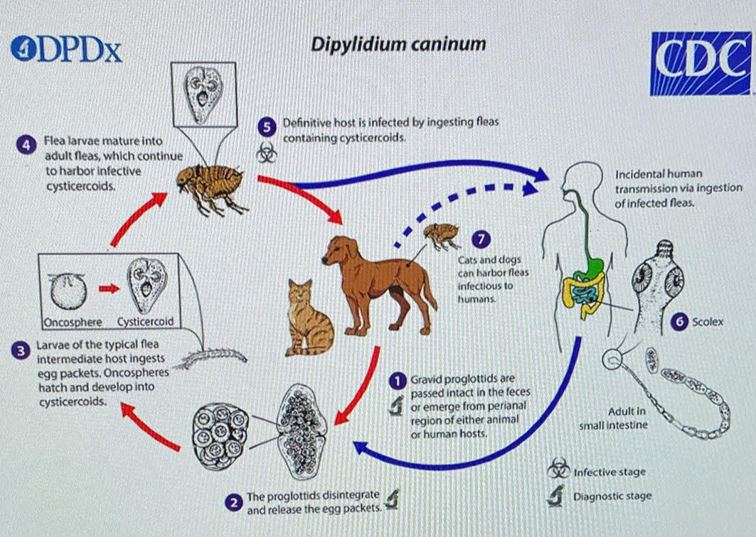 <ul><li><p>larval stage of flea eats eggs of a worm</p></li><li><p>definitive host (cats or dogs) is infected by ingesting fleas containing <strong>cysticercoids</strong>. </p></li><li><p><strong>incidental </strong>human transmission via ingestion of infected fleas.</p></li></ul><p></p>