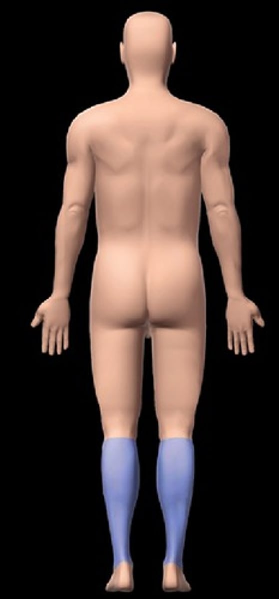 <p>Back of leg (Calf).</p>