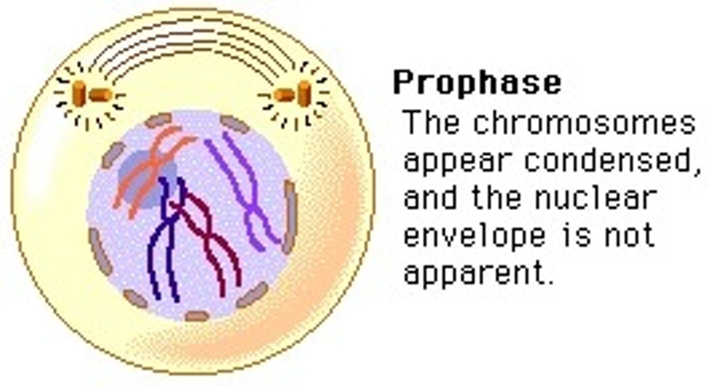 <p>prophase</p>