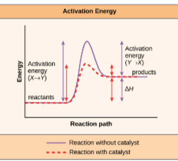 <p><span>An enzyme is the metabolism of the cell. It is a </span><strong><span>catalyst, </span></strong><span>and most are </span><strong><span>protein</span></strong><span>.</span></p>