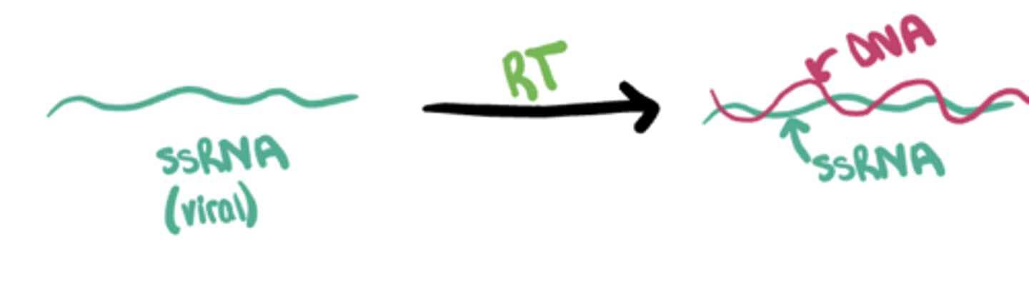<p>HIV Replication Cycle</p><p>Step 3: ____ of viral RNA to proviral DNA</p>