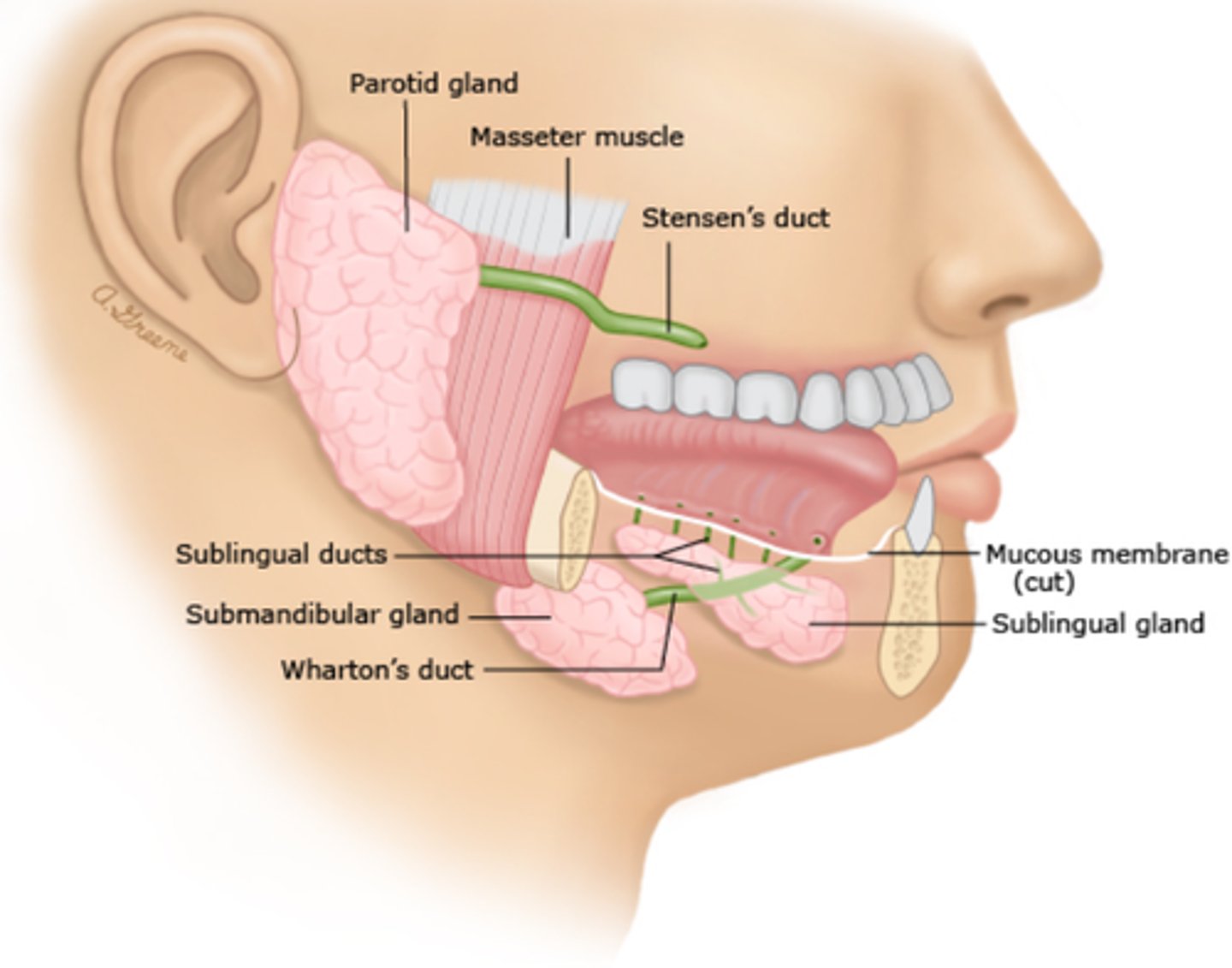 <p>-Exocrine glands divided into lobules with a hilum where branching blood vessels, ducts and nerves are present </p><p>Parotid gland</p><p>-Largest of the salivary glands</p><p>-Shaped like an inverted pyramid</p><p>-Contains Stenson's duct (excretory duct)</p><p>-Only salivary gland that has intraparenchymal lymph nodes</p><p>Submandibular gland</p><p>-Produce 70% of saliva</p><p>-Triangular in shape</p><p>-Contains Wharton's duct</p><p>-Glandular processes may connect the submandibular gland with the parotid and sublingual glands</p><p>Sublingual gland</p><p>-Small and oval in shape</p><p>-Contains 8-20 excretory glands </p>