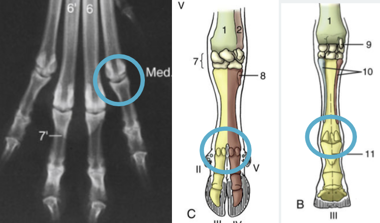 <p>Which joint it shown?</p>