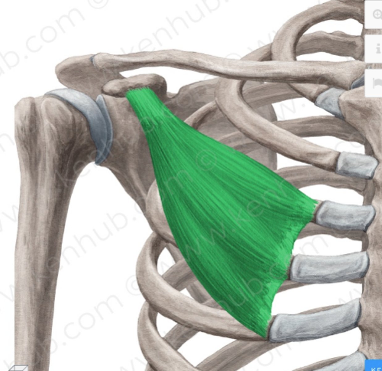 <p>Welke spier is dit?</p>