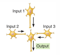 <p>Many presynaptic neurons provide input to influence a smaller number of postsynaptic neurons</p>
