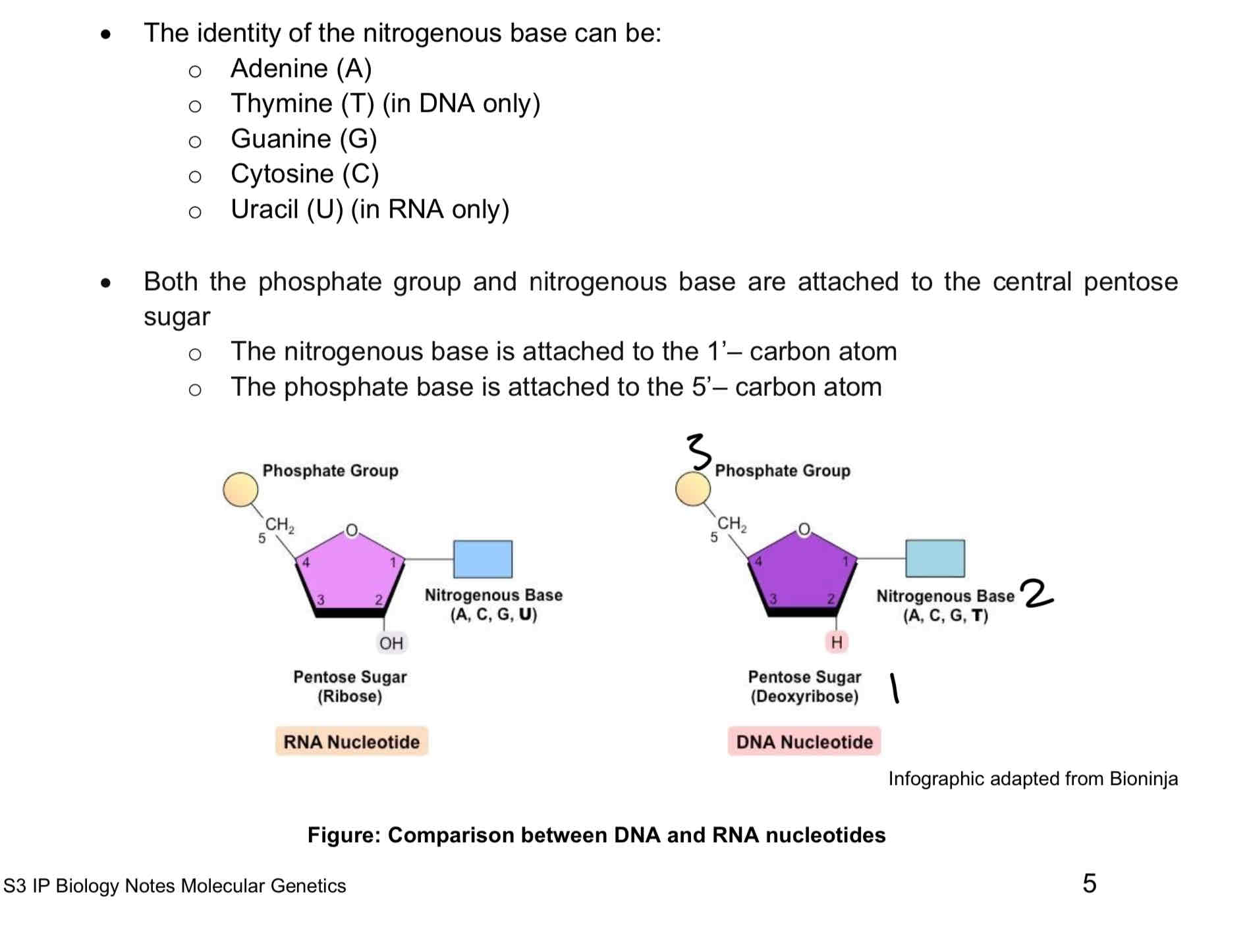 <ol><li><p>A nucleotide consists of three components: a <strong>pentose (5-carbon) sugar</strong>, <strong>phosphate group</strong> and a <strong>nitrogenous base.</strong></p></li><li><p>It is a molecule formed by atoms of <strong>carbon (C)</strong>, <strong>hydrogen (H), oxygen (O), nitrogen (N) and phosphorus (P)</strong>.</p></li><li><p><strong>DNA contains the 5-carbon deoxyribose suga</strong>r and RNA contains ribose sugar instead.</p></li><li><p>The phosphate group <strong>derived from phosphoric acid</strong> gives nucleic acids its <strong>acidic property</strong></p></li><li><p><strong>Identity of nitrogenous base can be: Adenine, Thymine(DNA), Guanine, Cytosine</strong></p></li><li><p>Both the <strong>phosphate group and nitrogenous base </strong>are attached to the central pentose sugar</p><ol><li><p><strong>Nitrogenous base</strong> is attached to the <strong>1’-carbon atom</strong></p></li><li><p><strong>Phosphate base</strong> is attached to the <strong>5’-carbon atom</strong></p></li></ol></li></ol>