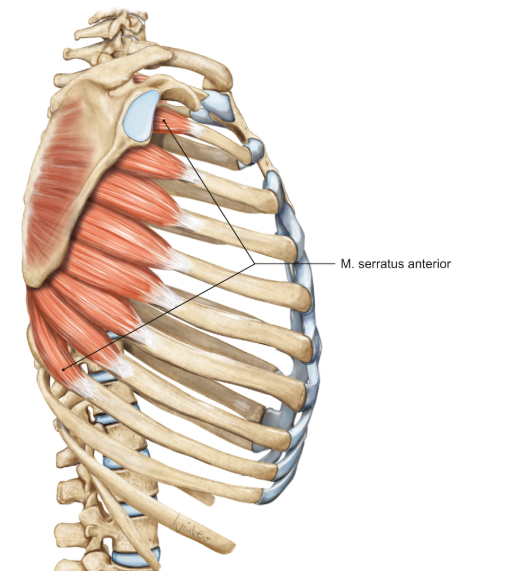 <p>m. serratus anterior</p><p>loopt van ribben 1-9 tot de voorkant van het mediale schouderblad</p><p>functie = rotatie van de scapula</p>