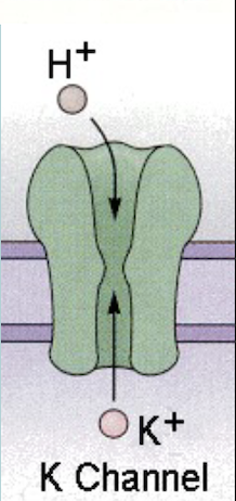 <p>Taste transduction for SOUR foods:</p><ul><li><p>H+ ions</p></li><li><p>Block K+ leak channel, K+ cannot leave the cell causing it to DEPOLARIZE&nbsp;</p></li></ul><p></p>