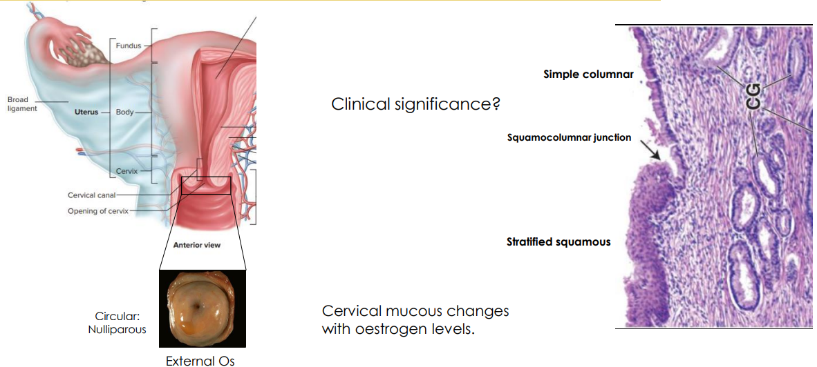 <p>The Cervix Diagram</p>