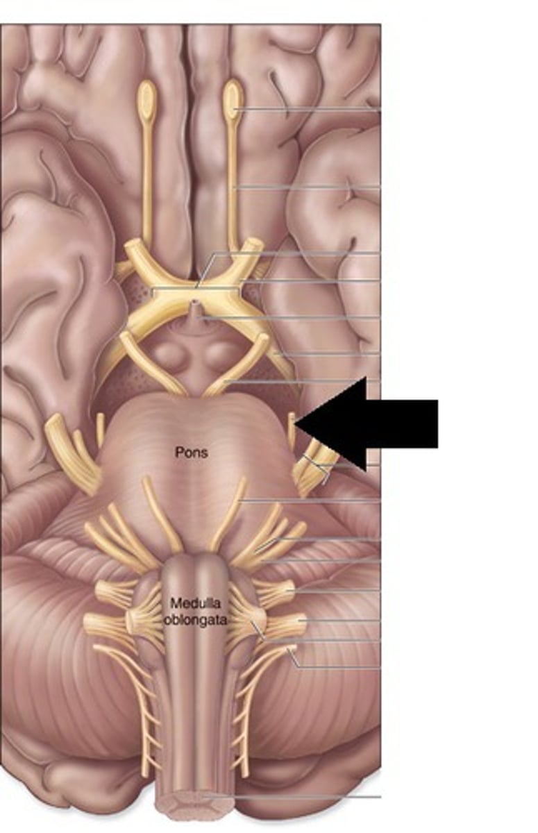 <p>Trochlear Nerve</p><p>motor only</p><p>innervates contralateral superior oblique muscle</p><p>Motor: abducts, depress, and inferiomedially moves eye (intorsion)</p>
