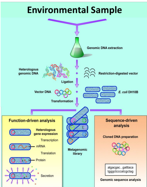 <p>allows one to identify microbes <strong><u>without </u></strong>culturing them. Involves:</p><ol><li><p><strong><u>Extract all genomic DNA in the sample</u></strong></p></li><li><p><strong><u>Digest DNA into fragments and clone into vector</u></strong></p></li><li><p><strong><u>Produce library of all the fragments</u></strong></p></li><li><p><strong><u>Can express DNA and/or sequence DNA</u></strong></p></li></ol><p></p><p>Application in:  microbial ecology  pharmaceutical industry  biotechnology</p>