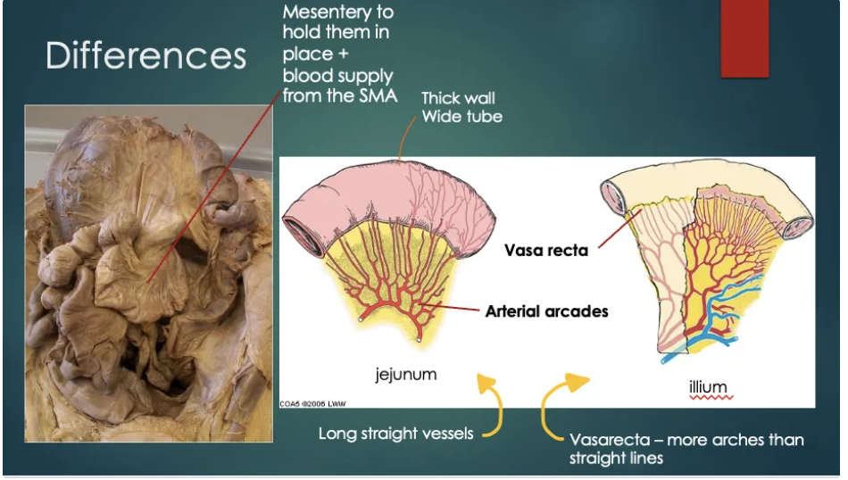 <p>jejunum = thick and wide wall +. tube , has arterial arcade , but more long straight vessels </p><p>Illium = Thin tube + wall , more vasarecta (more arches then straight lines)</p>