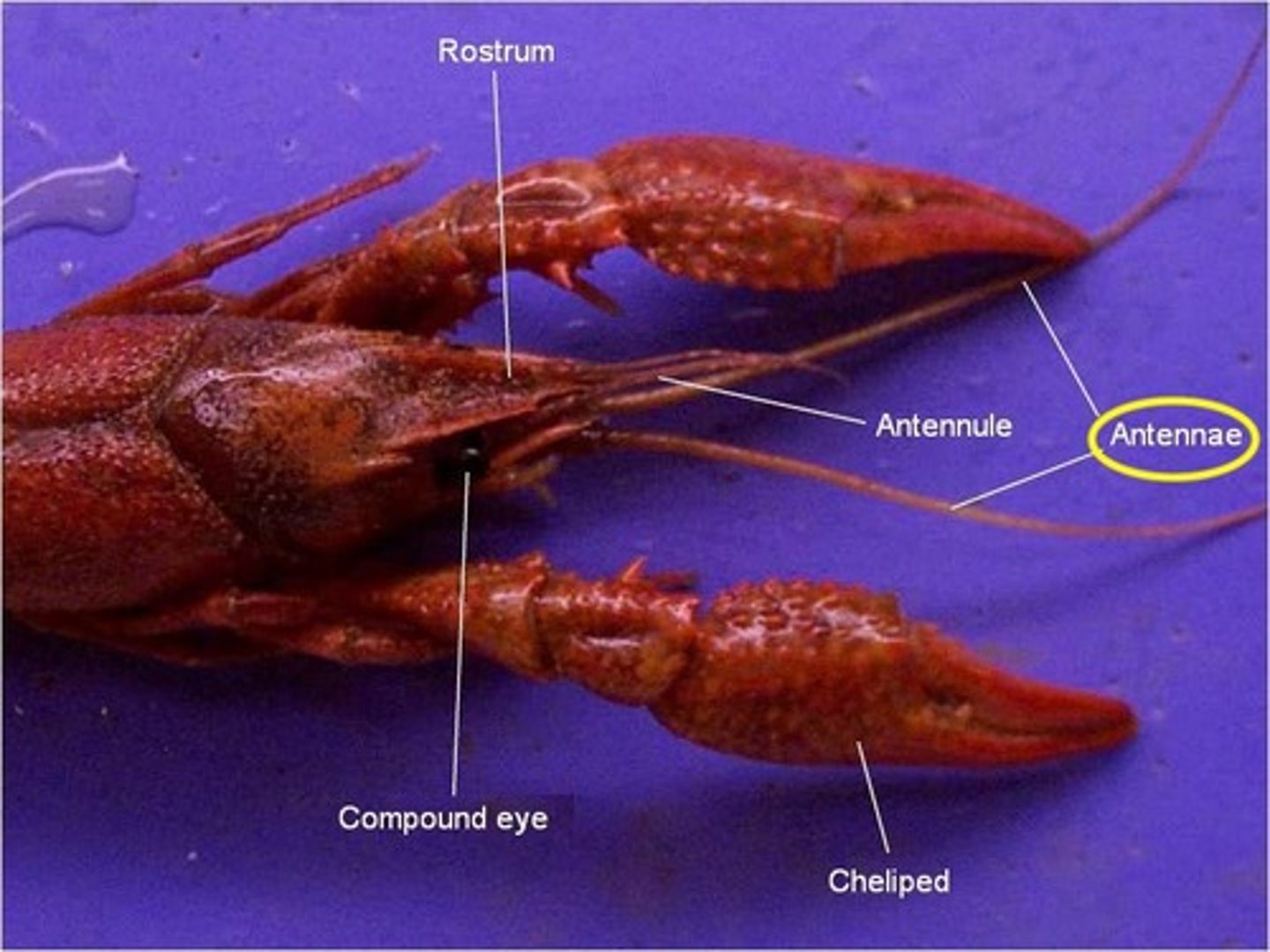 <p>the two long antennae protruding from the rostrum, feelers for touch and taste</p>