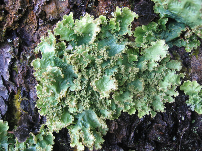 <p>foliose lichens</p>