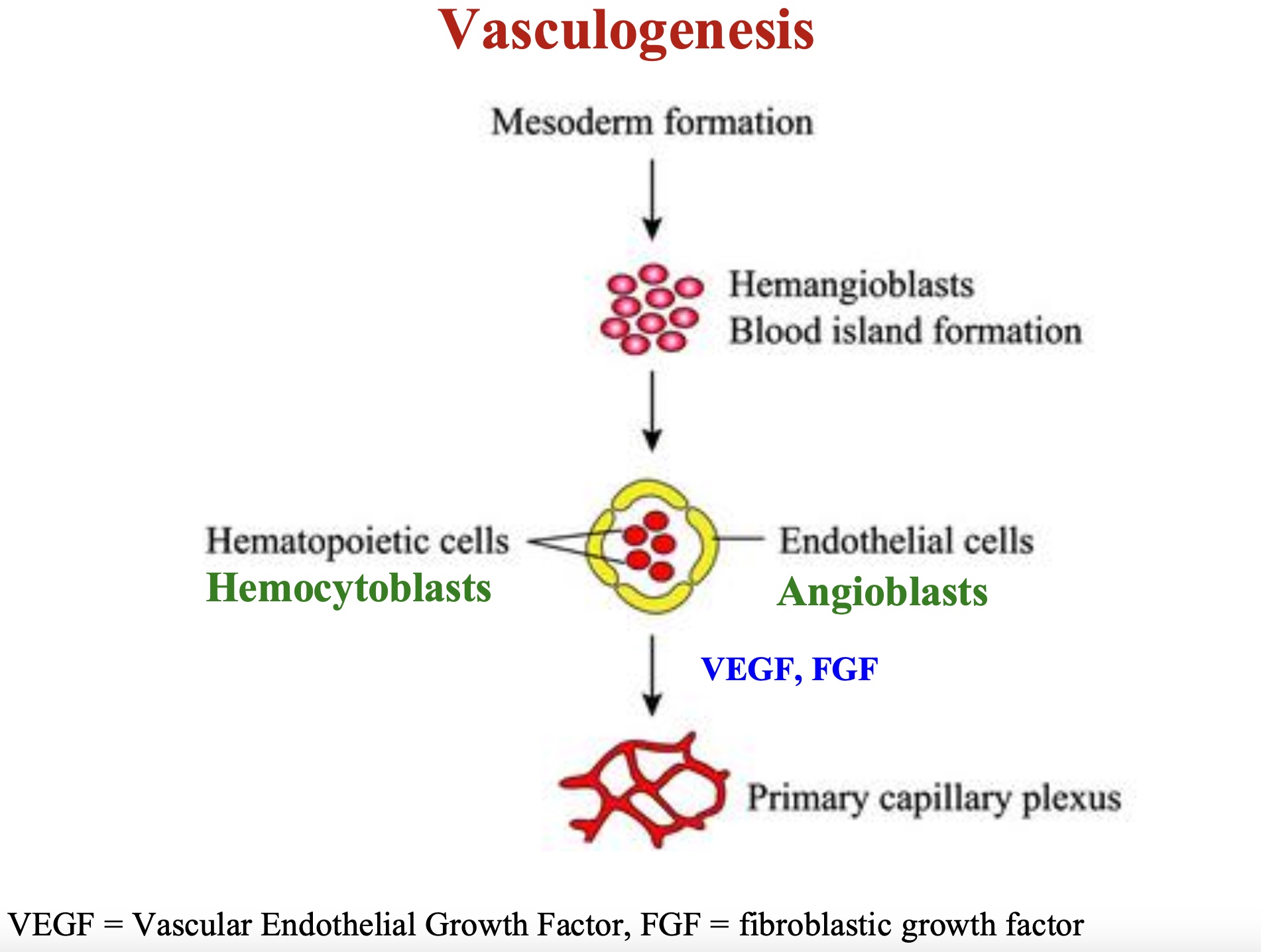 <p>= formation des vaisseaux sanguins a partir de cellules progénitrices/précurseurs pendant formation du blastocyte </p><ol><li><p>formation du mésoderme</p></li><li><p>hemangioblastes = cellules progéniteur formé due au manque d’O2</p></li><li><p>differenciations en 2 axes : </p><ol><li><p>Hemocytoblastes = cellules précurseurs des globules rouges </p></li><li><p>Angioblastes = cellules précurseurs des CE</p></li></ol></li><li><p>formaion d’un reseau capillaire primitif due a des facteurs de differenciation et de croissance </p></li></ol><p></p>