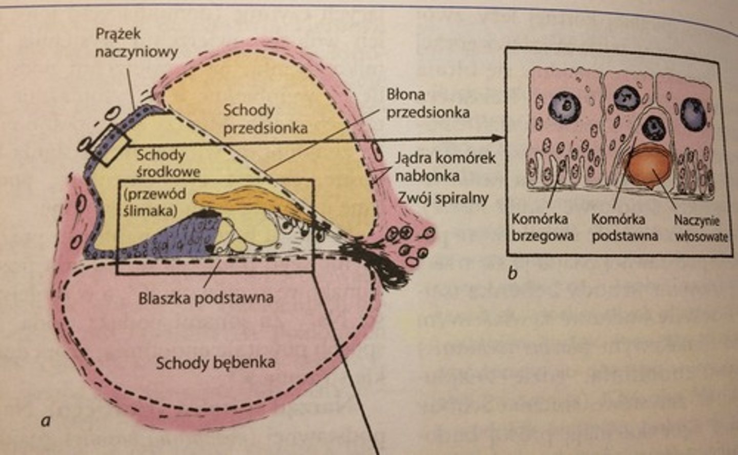 <p>kanał ślimakowy jest podzielony przez blaszkę&nbsp;spiralną kostną - na cz. górną i dolną. Blaszka spiralna w cz. przyśrodkowej jest zbudowana z kości gąbczastej, w cz. obwodowej z błony podstawnej, na której leży narząd Cortiego. </p><p>W cz. górnej przewodu ślimakowego znajduje się błona przedsionkowa/Reissnera, która dzieli tę cz. przewodu na: schody przedsionka i schody środkowe.</p><p>Poniżej blaszki podstawnej znajdują&nbsp;się&nbsp;schody bębenka. Schody środkowe wypełnione są endolimfą, zawierają kom. zmysłowe słuchu.</p><p>Schody przedsionka i bębenka są wysłane jednowarstwowym nabłonkiem płaskim, wypełnione są&nbsp;perylimfą. Może ona przepływać z 1 do 2 schodów przez szparę osklepka. </p><p>W schodach środkowych znajduje się narząd Cortiego. </p><p>Boczna ściana przewodu ślimakowego/prążek naczyniowy jest wysłana dwuwarstwowym nabłonkiem sześciennym. Jest to miejsce produkcji endolimfy. W nabłonku prążka naczyniowego występują&nbsp;kom. podstawne i brzegowe (liczne mitochondria, wgłobienia, mikrokosmki). Między komórkami nabłonka znajdują się naczynia krwionośne. Kom. brzegowe pompują do światła przewodu ślimakowego K+, za jonami podąża woda. Tak powstaje endolimfa. </p>