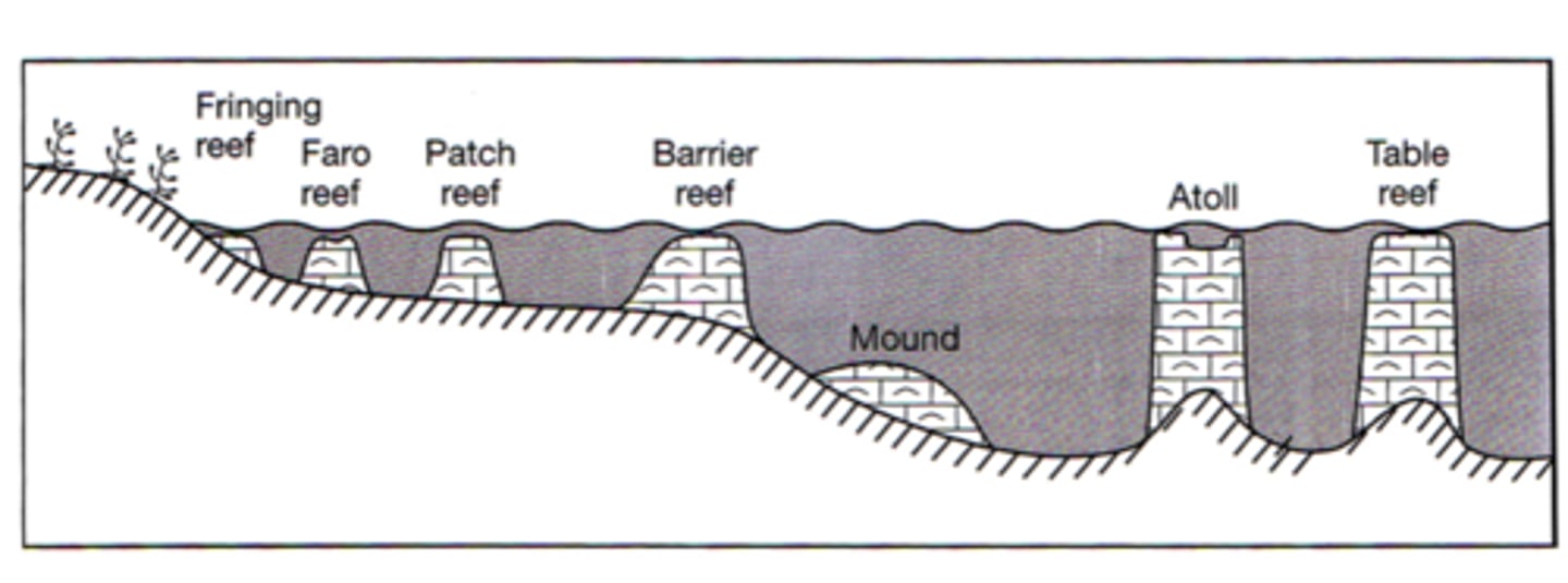 <p>fringing</p><p>barrier</p><p>atolls</p><p>table reef</p>