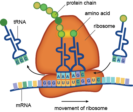 <ul><li><p>formed by <strong>transcription</strong></p></li><li><p>structural and functional component of ribosomes, which read the mRNA sequence and translate the genetic code into a string of amino acids</p></li></ul><p></p>