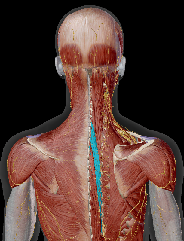 <p>onder:</p><ul><li><p>m. trapezius</p></li><li><p>m. rhomboideus major &amp; minor</p></li><li><p>m. serratus posterior superior</p></li><li><p>mm. splenius</p></li><li><p>mm. longissimus</p></li></ul><p></p>
