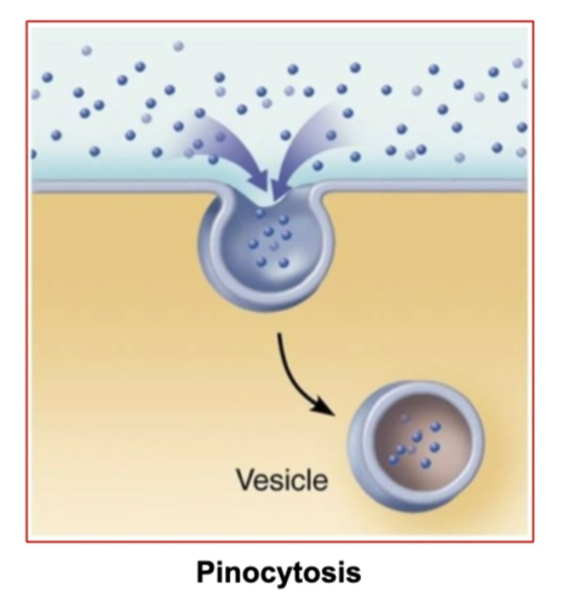 <p>- process of moving substances into cell</p><p>pinocytosis: engulfing liquids and small things</p><p>phagocytosis: engulfing large things or insoluble substances by macrophages</p>