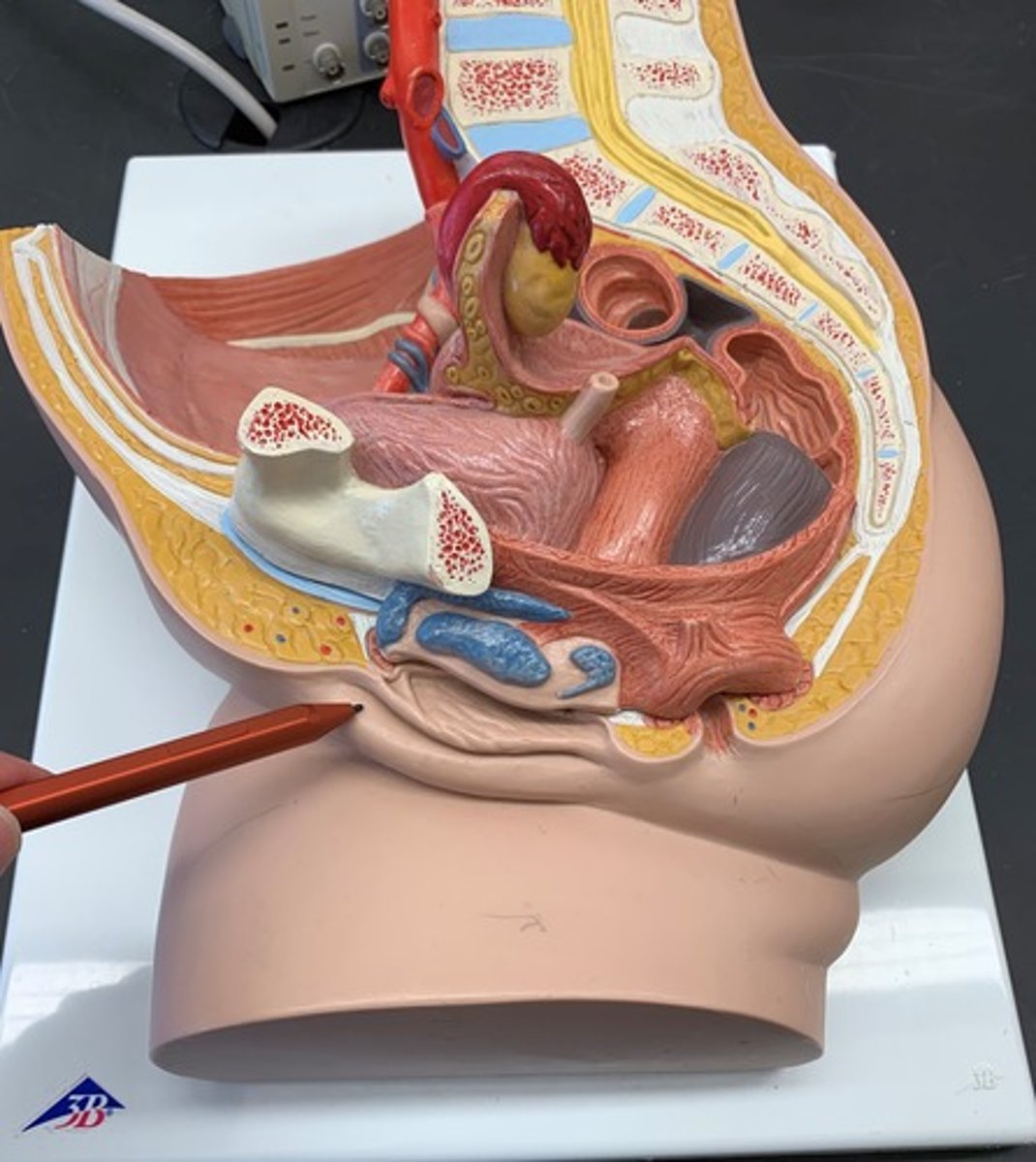 <p>the larger outer folds of the vulva.</p>